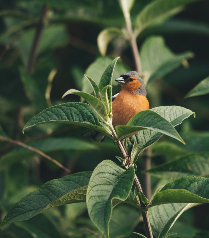 gallery-2 A vivid common chaffinch perches among lush green leaves in a natural setting.
