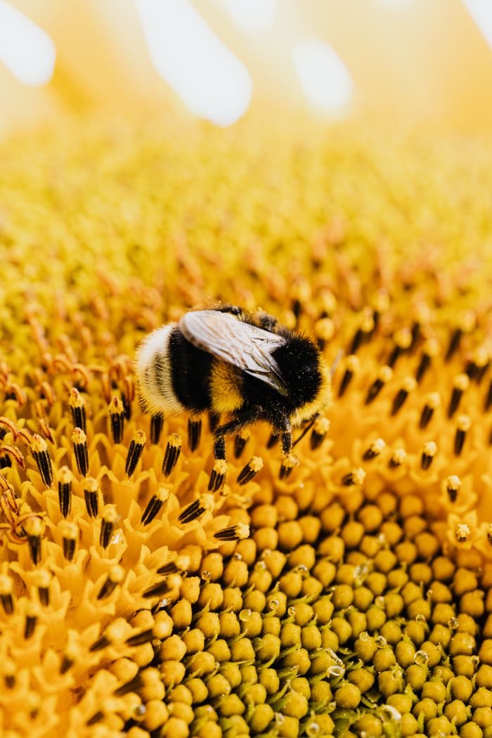 gallery-1 Vivid close-up of a bumblebee collecting pollen on a sunflower, showcasing nature's pollination.